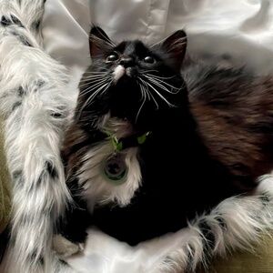 Meet your Posher, Pauline